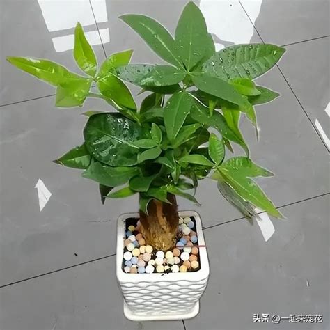 發財木|發財樹有哪些？8種招財植物讓你財源滾滾 